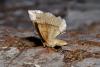 Cepphis advenaria